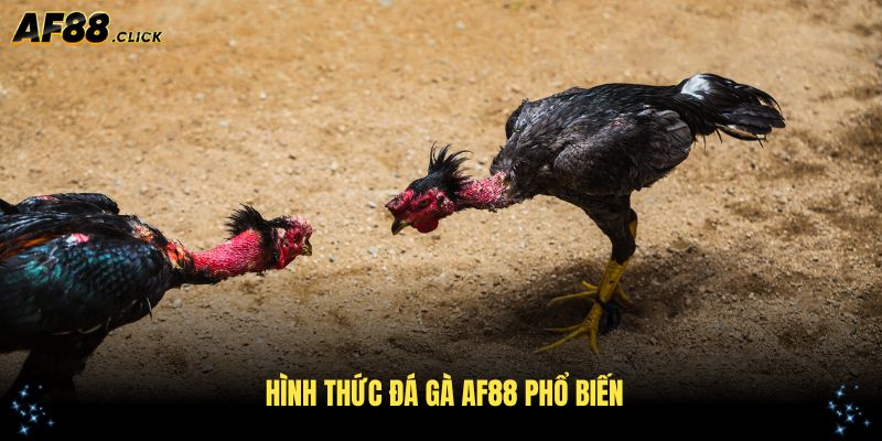 Tổng hợp các hình thức đá gà AF88 phổ biến nhất hiện nay